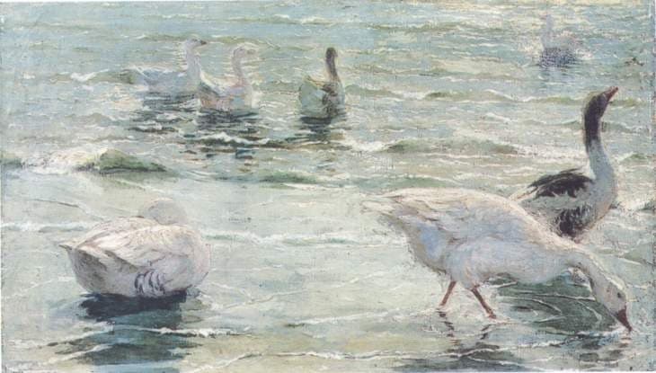 Geese